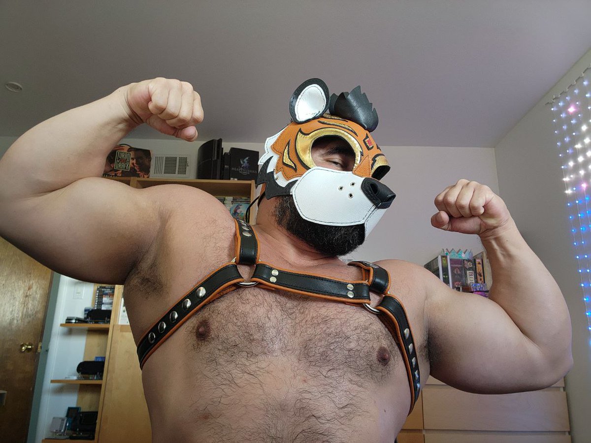 ScrapYardLthr's tweet photo. A eye-catching custom tiger hood inspired by wrestling and luchador masks! 😎🔥🐯

For @mindfoxxx aka Siege

https://t.co/MO6XkbLWa7

#scrapyardleather #scrapyardlthr #puppyplay #petplay #pupgear #LGBTQ #furries #furryfandom #tiger https://t.co/Fl5aS34BOq