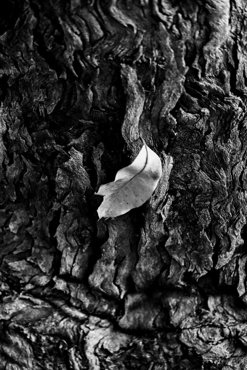 HomeWhenWalking's tweet image. 📷 9001, Around the Corner, Sydney, Australia, October 2024
See more of my journey and support my work: sepasama.com

#Photography
#Art
#Life
#Death
#Nature
#Rebirth