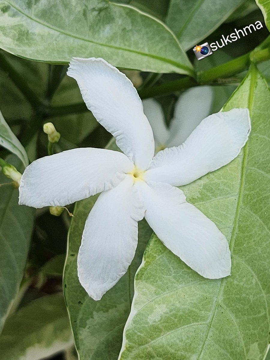 <a href="/berry1532/">Berry</a> Supermoon is looking "super" cute &amp; shiny ☁️🌕☁️

Have a "super duper" friday &amp; weekend, Berry 🫶🏻🙋‍♀️

(Here's👇 to complement... a STAR 🌟 for your moon 🌕 from earth 🌎 : A "Star Jasmine" 😄)