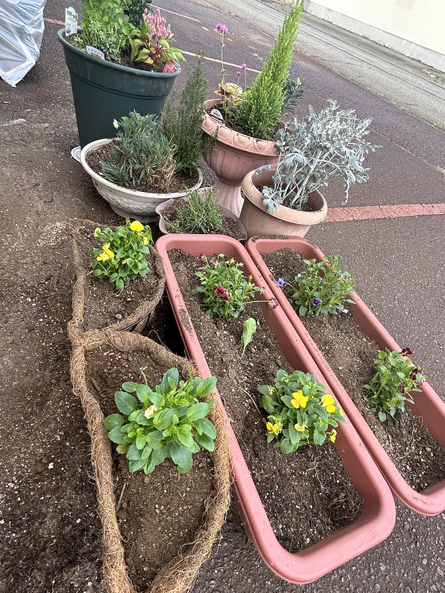 Belfigo1994's tweet photo. 昨日は、休憩時間に秋冬用の寄せ植えをしました https://t.co/K2UppiNaEx