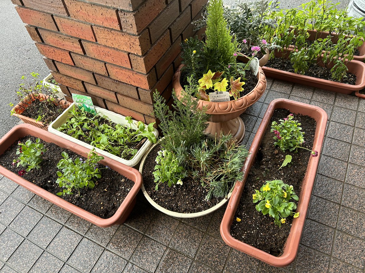 Belfigo1994's tweet photo. 昨日は、休憩時間に秋冬用の寄せ植えをしました https://t.co/K2UppiNaEx