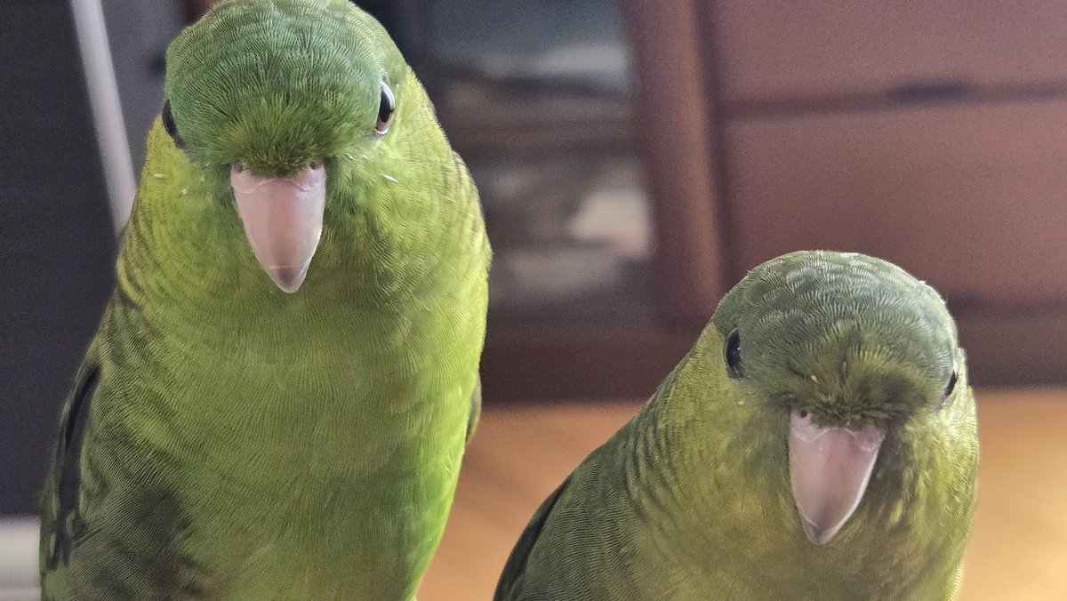 americium178's tweet photo. 僕たちのお土産も買ってきてくれるんですよね? #サザナミインコ #FlyingBroccoli https://t.co/3FPJCzYOVU