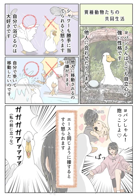 ヨバンしゃんは気高いアヒルしゃんです。

『エースくんとヨバンさん 犬とアヒルの友情物語』
Amazon→ https://t.co/pfbWNBvxZK

#漫画が読めるハッシュタグ #エースくんとヨバンさん 
