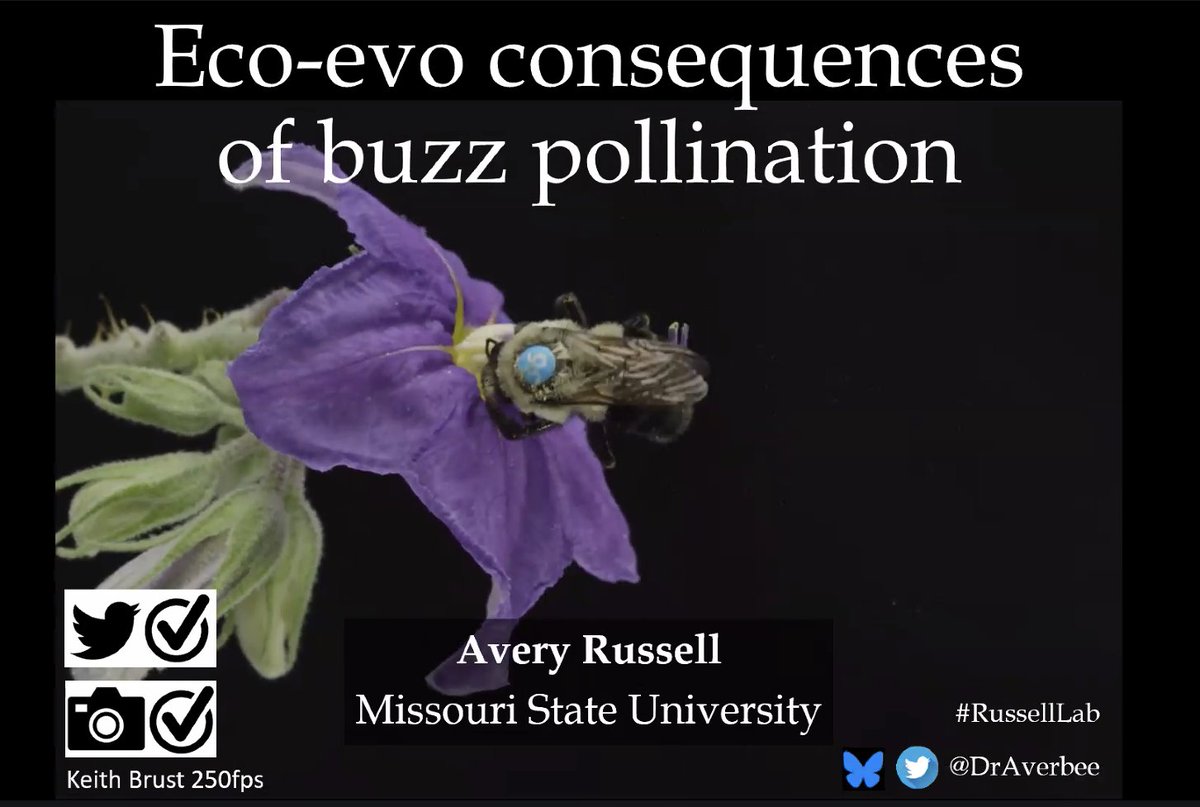 BeesYork's tweet photo. Check out some of the talks from Day 1 of #BeeCon 2024. Did you miss them? In about two weeks we will be posting many of the fantastics talks from today on our YouTube channel https://t.co/jixYwEcx3x
Don't forget to tune in tomorrow for Day 2 of #BeeCon for more exciting talks! https://t.co/UZmBlRsvFC