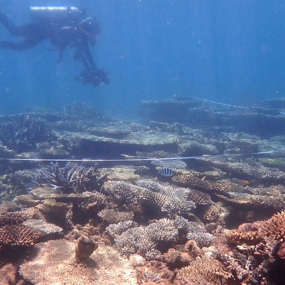 Aqualink tweet media