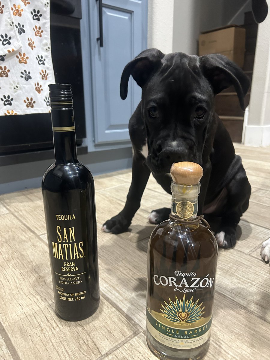 Kai approves of my bff’s new tequila …Corazon!! #tequila #boxer #boxerpuppy #CorazonTequila