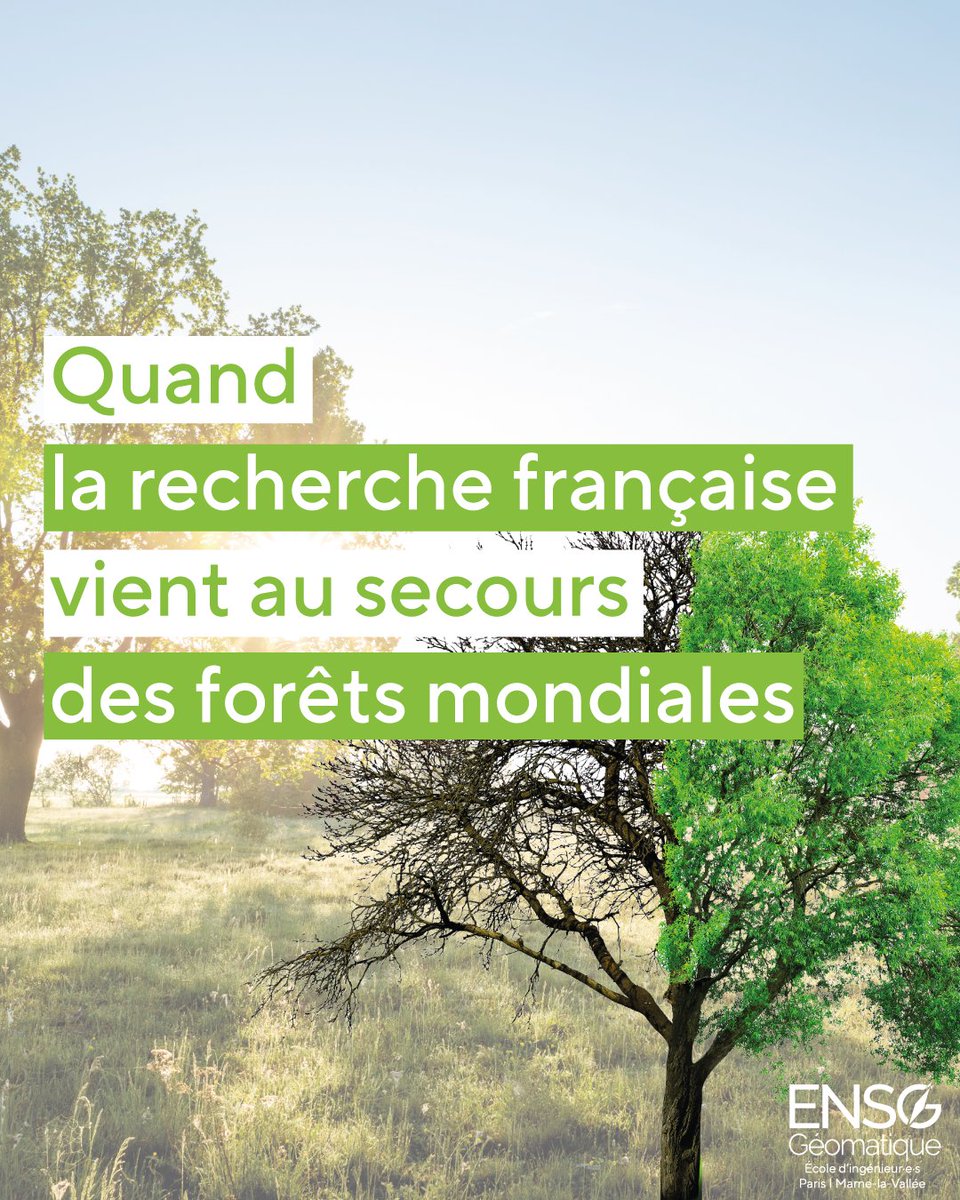 🌍Une innovation française face aux menaces climatiques protège nos forêts ! 
🌳Le Labo d'Inventaire Forestier (LIF) de l'ENSG et l'IGN propose une nouvelle méthode de surveillance en combinant 3 sources de données
 Découvrez comment préserver nos forêts ⤵️ensg.eu/fr/reperes/qua…