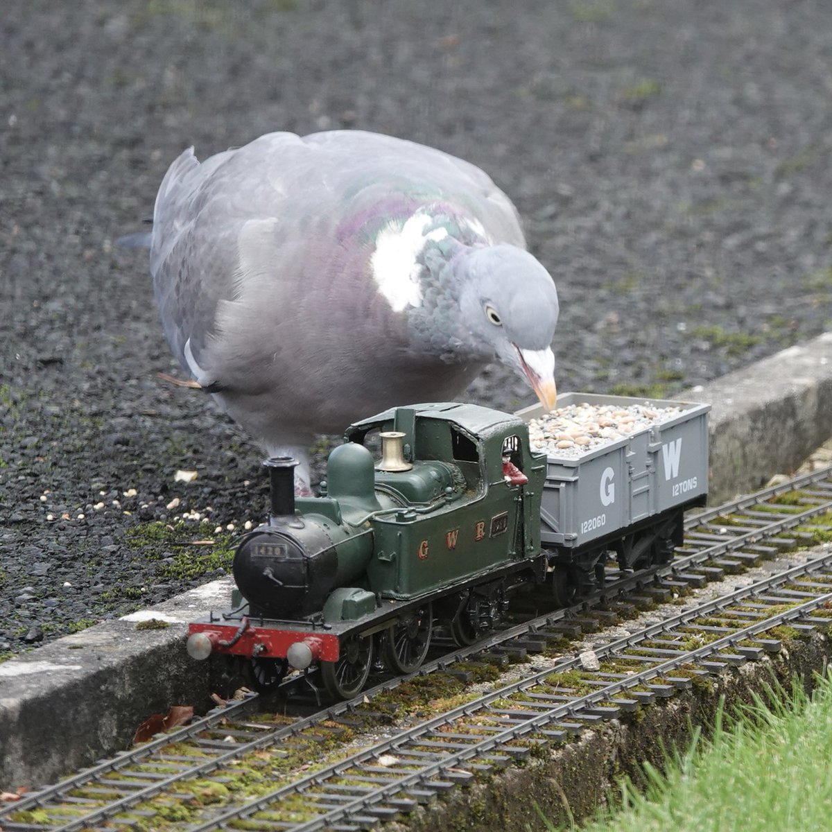 "Good. The seed train is running again."
#WoodPigeons #Pigeons