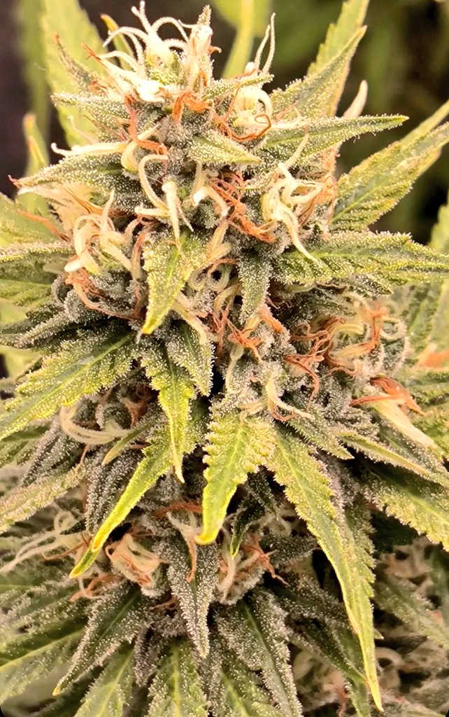 KannabiaSeeds's tweet photo. Agárrense que vienen curvas...
RS11 🌈 by #Kannabia🌱 @IntKannabia @Kannabia_Samen 
📷 Credits: (IG) @monde__onirique
¡Gracias! 🙏😍🧡💚

ℹ️ #RS11 #seeds:
https://t.co/sN0xwe50Jx

Fem ♀️
#PinkGuava x Sunset Sherbet
Indica dominant hybrid

#CannabisCommunity #420friendly #highTHC https://t.co/m7c3UcLYY6