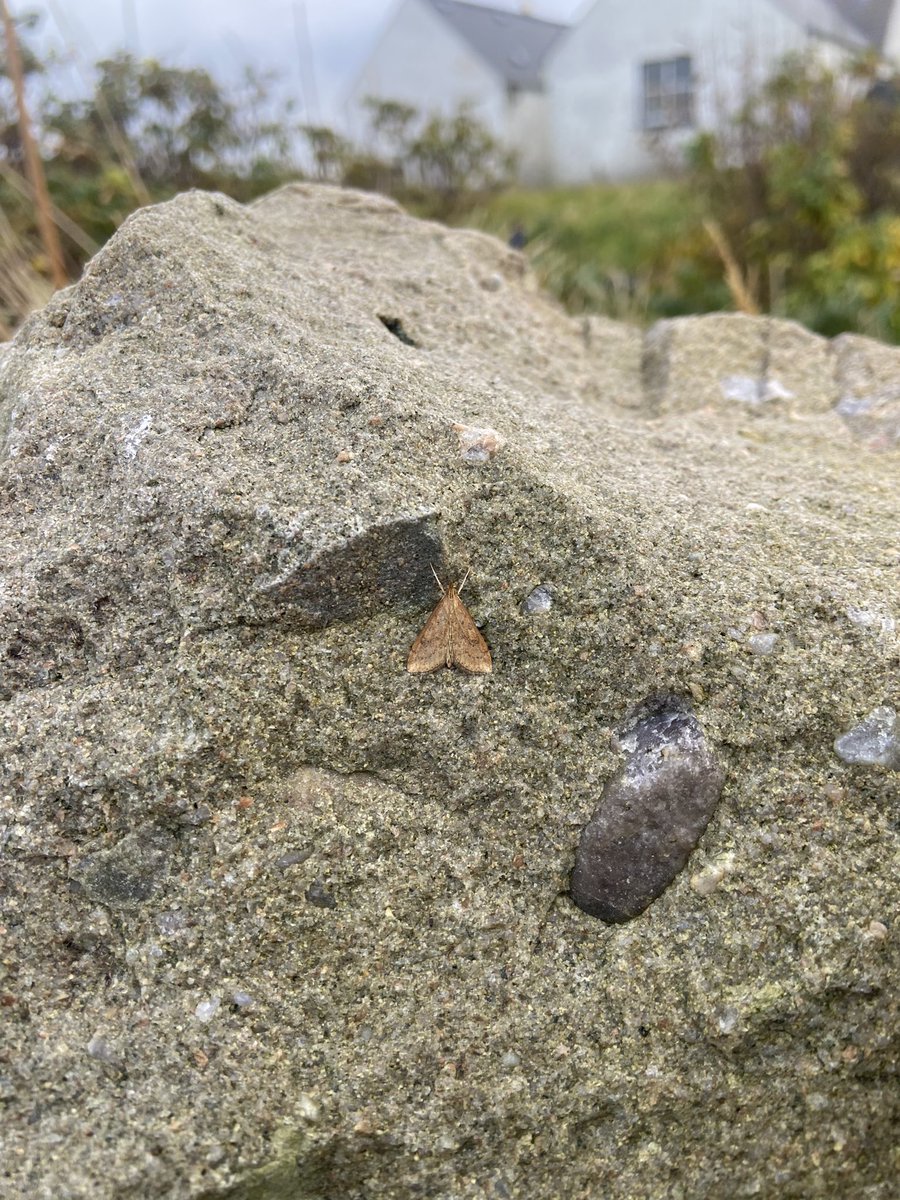 Luke Marriner (@lukemarriner_1) on Twitter photo A nice arrival of birds in <a href="/FI_Obs/">Fair Isle Bird Observatory</a> yesterday mainly thrushes and robins but the obvious highlight was our 3rd Arctic Warbler of the year, this one showing well around Upper Stoneybrek. Also very cool to see Woodcock on the tide line! Rusty Dot Pearl, just the 4th isle record! A nice arrival of birds in <a href="/FI_Obs/">Fair Isle Bird Observatory</a> yesterday mainly thrushes and robins but the obvious highlight was our 3rd Arctic Warbler of the year, this one showing well around Upper Stoneybrek. Also very cool to see Woodcock on the tide line! Rusty Dot Pearl, just the 4th isle record!