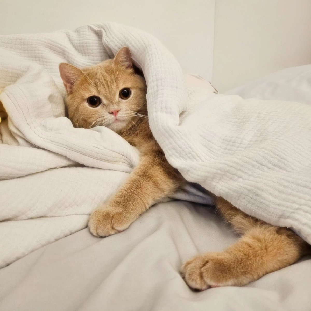 GerGiJackthecat's tweet photo. ต๊ะเอ๋ 😼

#jayjaythecat #แมวส้มมันดื้อ

#gergijackthecat https://t.co/MJKKCBYiAo