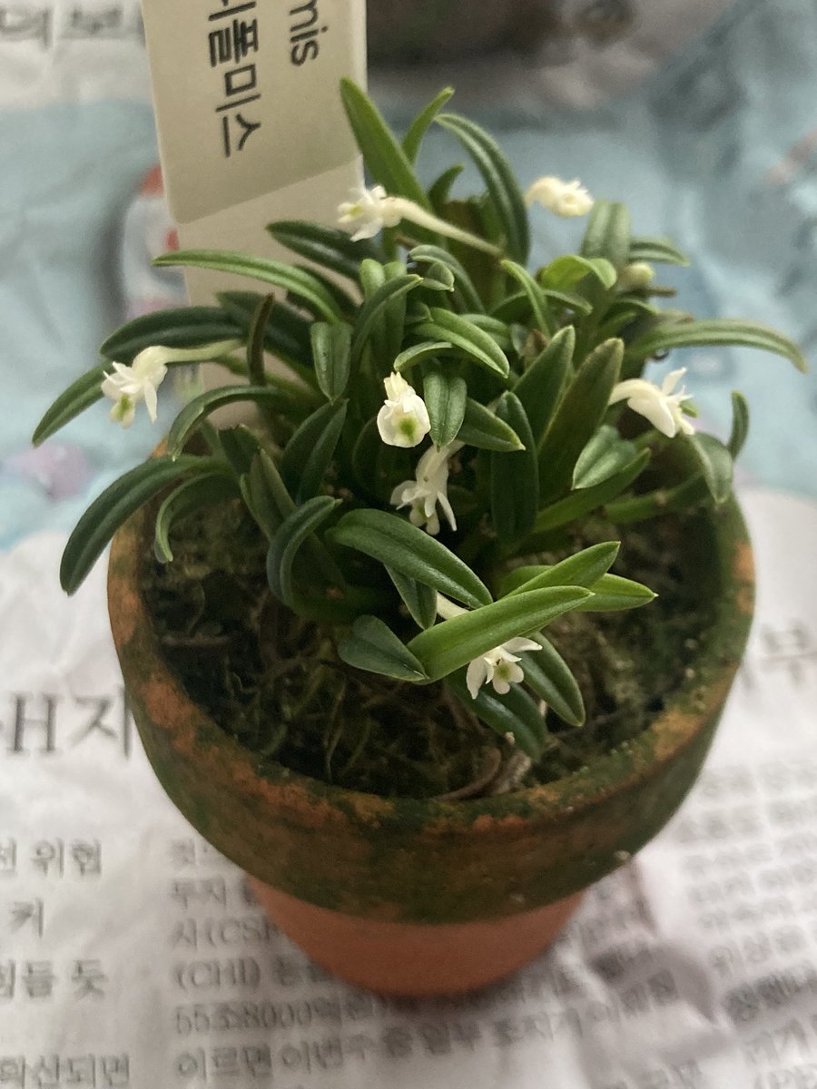 개귀여움....  세상에 어떻게 이렇게 개귀여운 식물이....