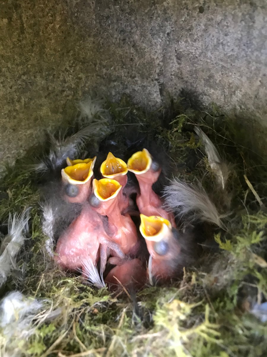 Researchers gave mealworms dusted with probiotic powder to wild great tits to feed to their nestlings, after first isolating the bacteria Lactobacillus kimchicus from the birds’ fecal material. Nestlings who received the supplement gained weight faster. ow.ly/igC850TO6Yo