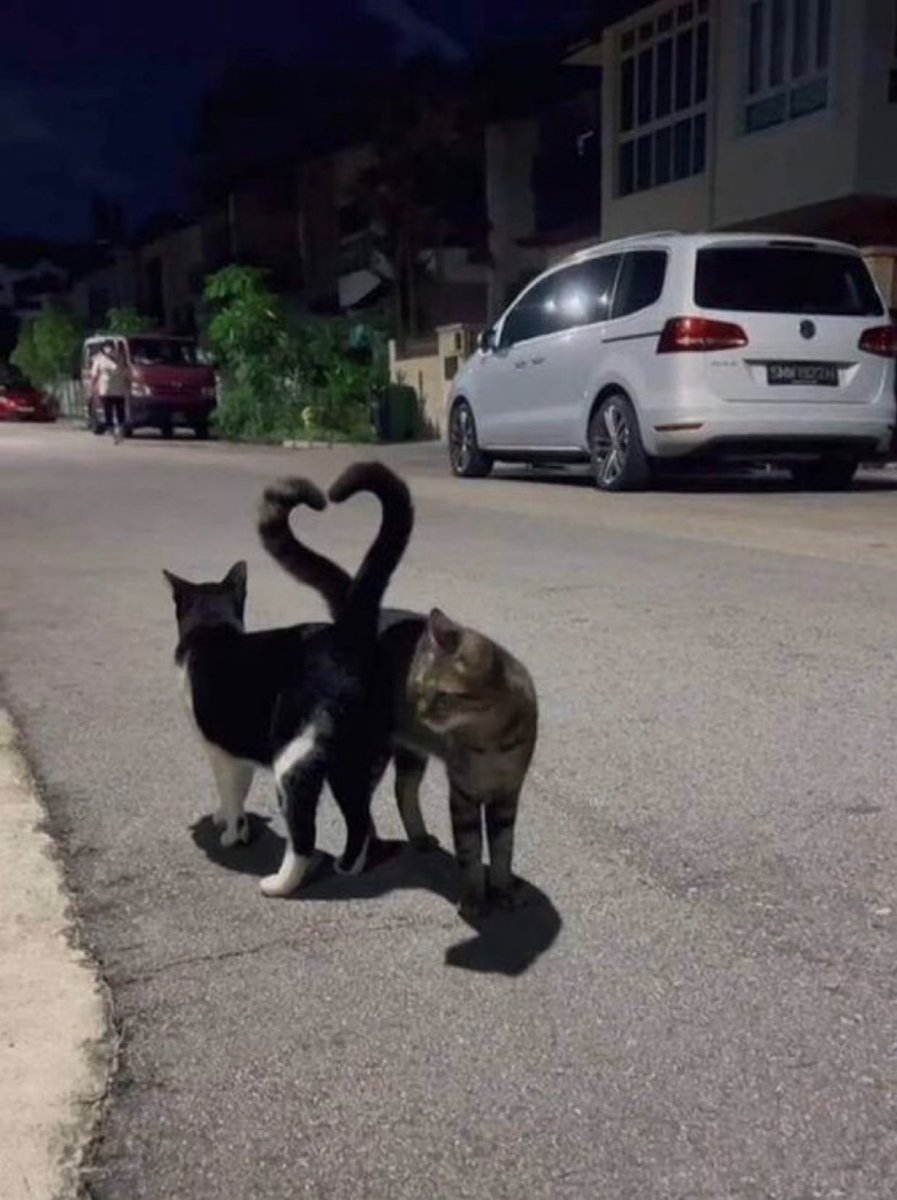 偶然撮影された奇跡の一枚