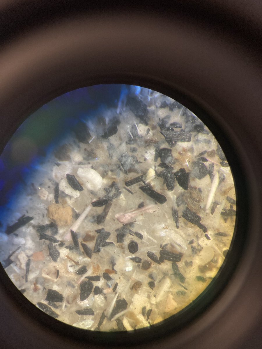 While often amazing to look at plants from the Mesolithic, you develop a new sort of frustration with mollusks. The way the shells break down into little fluffy fibres makes the water so murky, every time you start a new scoop of sample you have to wait 5 mins for it to settle!🫠