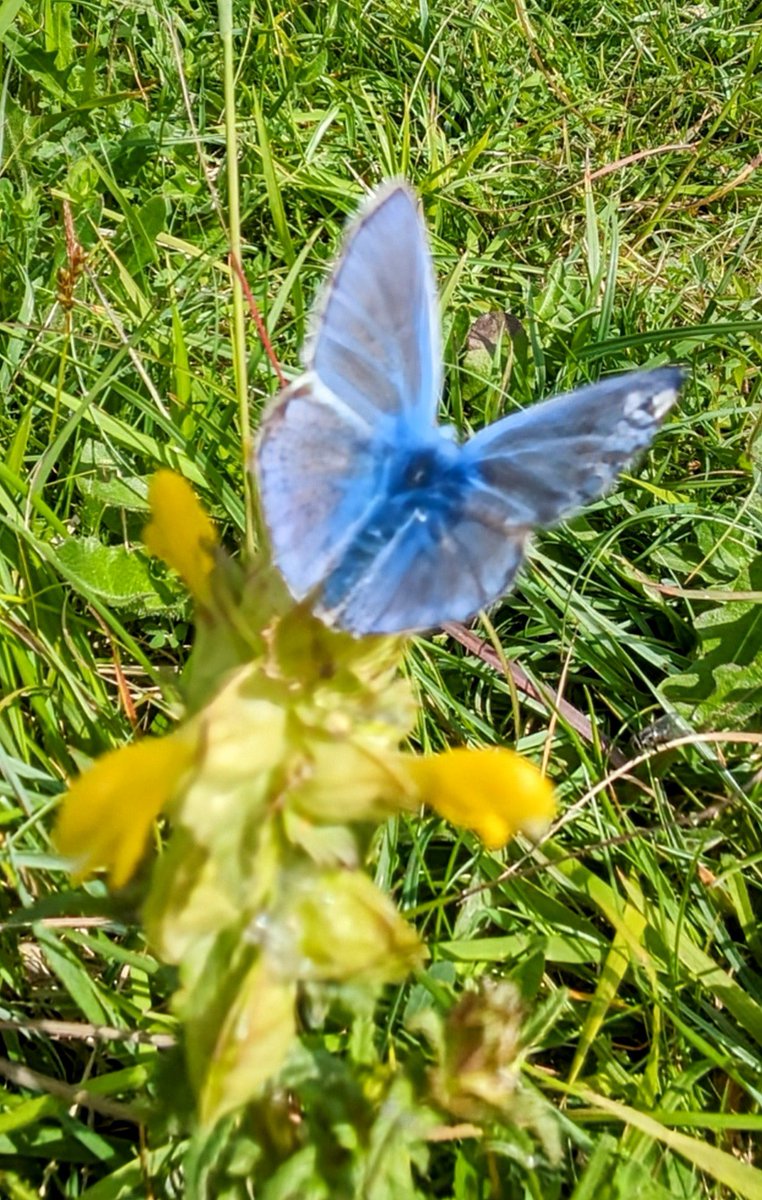 fionaricha48902's tweet image. #FlutterbyFriday

Dans le jardin 🌿🌿🦋

@savebutterflies #butterfly