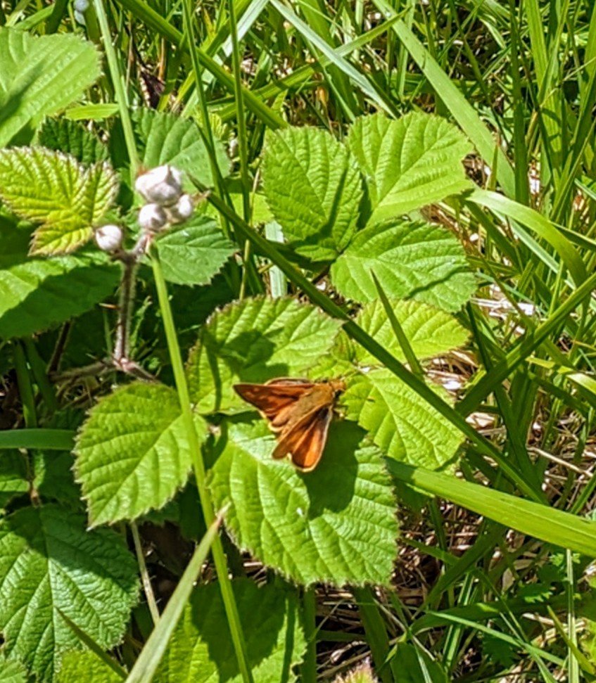 fionaricha48902's tweet image. #FlutterbyFriday

Dans le jardin 🌿🌿🦋

@savebutterflies #butterfly