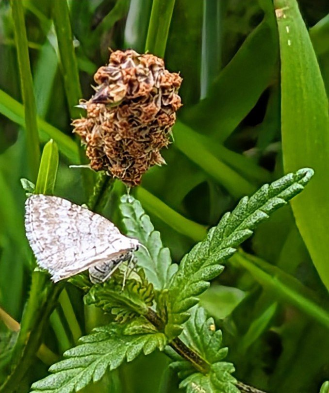 fionaricha48902's tweet image. #FlutterbyFriday

Dans le jardin 🌿🌿🦋

@savebutterflies #butterfly