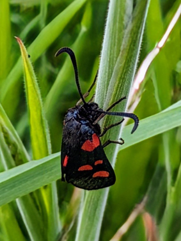 fionaricha48902's tweet image. #FlutterbyFriday

Dans le jardin 🌿🌿🦋

@savebutterflies #butterfly