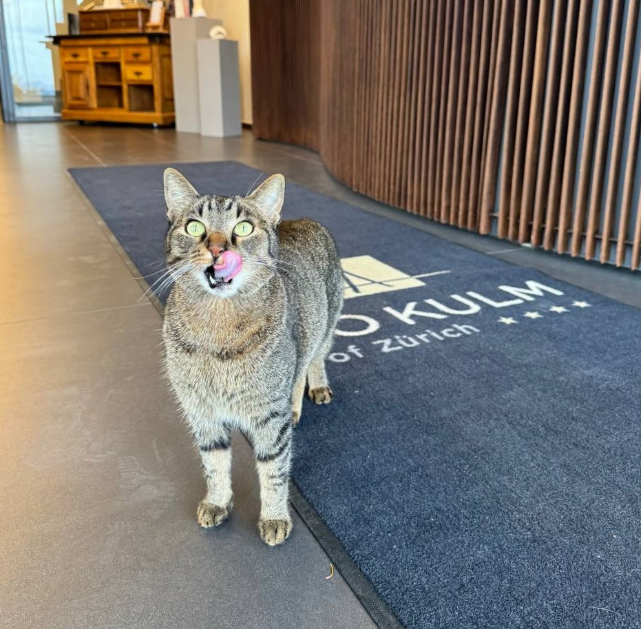 Im Spätsommer 2023 starb der langjährige Uetliberg-Kater Charlie. Für das Hotel UTO KULM war rasch klar, dass es ohne Hotelkatze nicht geht. So stiess Siva zum Team und begrüsst seither morgens die Gäste.