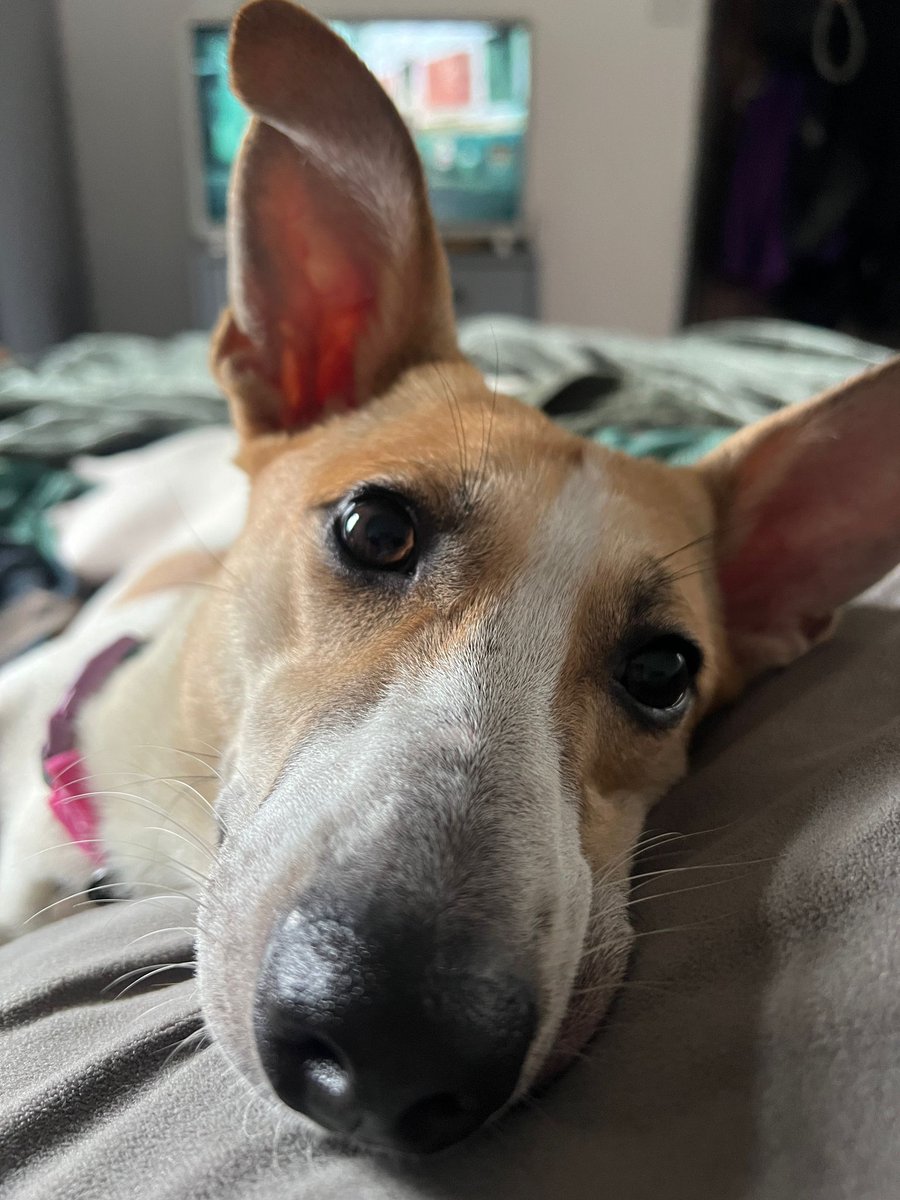 AdoptionsUk's tweet image. Please retweet, special appeal to help Roo find a home #MANCHESTER,  #UK may be able to re home to other areas. 
Disabled, born without front legs, now aged 1. She can live with cats and dogs. Please share 🐶❤️ 
Details or apply for Roo below👇
dogs4rescue.co.uk/our-dogs/roo/
Roo is…