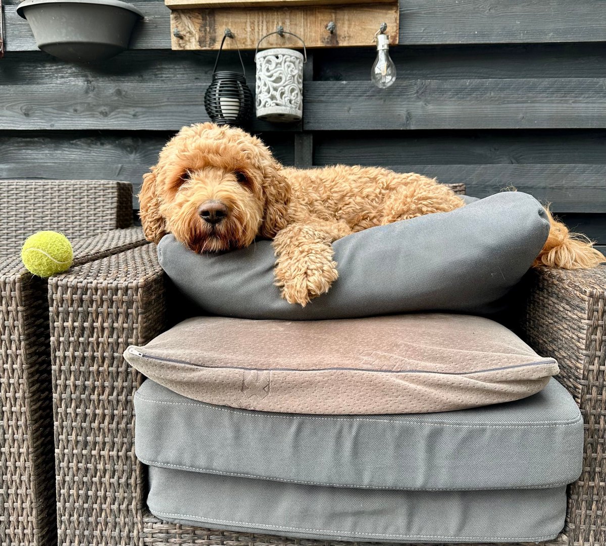 Chicodedoedel tweet media