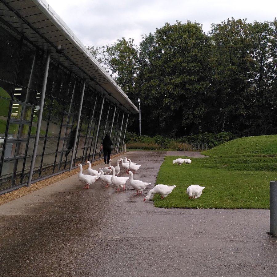 organicplantsuk's tweet image. I call them the #LibraryGeese because that&apos;s where I usually see them. I&apos;ve never been hissed or honked at.