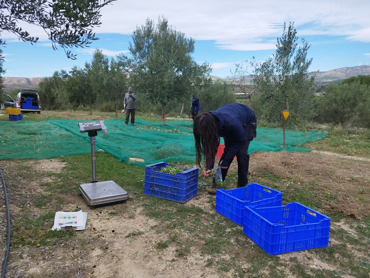 IviaRiegos's tweet photo. 🧑‍🌾Cosecha temprana de aceituna🫒en @coopviver y elaboración de aceite de los ensayos de riego deficitario controlado + subterráneo + APP sondas de humedad de @HandyWaterPRIMA. 🫂¡Gracias Sergio Paz de @GVAagricultura por tu ayuda! #TransferenciaReal #IVIAkm0 https://t.co/z6G8fEvpIr