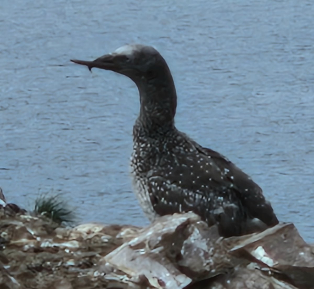 Maggie Sheddan (@gannetrocks) on Twitter photo #Bass Thanks to the research team for pointing out the bill on this guga First time I've seen this . Quote #BryanNelson/the Atlantic Gannet "the adults distensible gape allows it to feed. but these have no hope of survival" <a href="/SeabirdCentre/">Scottish Seabird Centre</a> #Bass Thanks to the research team for pointing out the bill on this guga First time I've seen this . Quote #BryanNelson/the Atlantic Gannet "the adults distensible gape allows it to feed. but these have no hope of survival" <a href="/SeabirdCentre/">Scottish Seabird Centre</a>