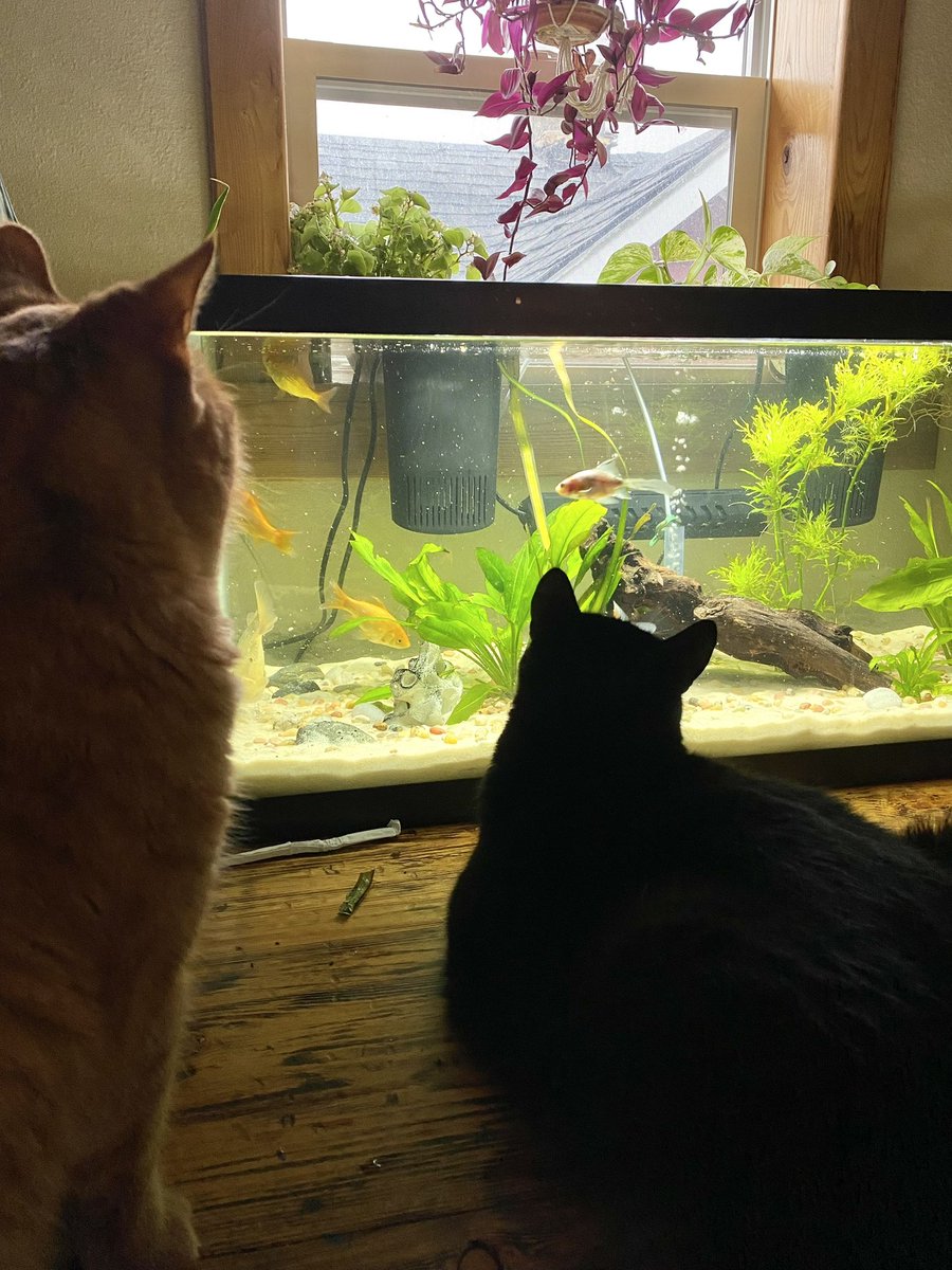 hollis8530's tweet photo. @J_MadScientist We’re cat twins 🖤🧡 https://t.co/pazlpT6D2d