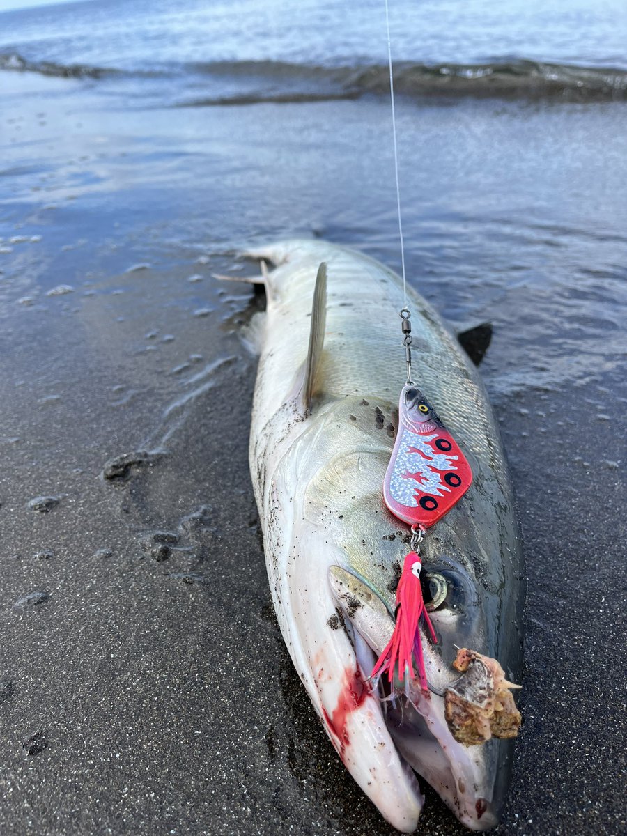 djsaba_946's tweet photo. アキアジ釣りしかしてない。あ、生きてます。 https://t.co/SwTlSboJBi