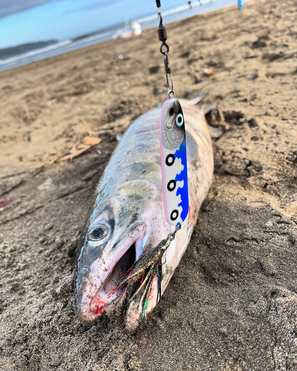 djsaba_946's tweet photo. アキアジ釣りしかしてない。あ、生きてます。 https://t.co/SwTlSboJBi