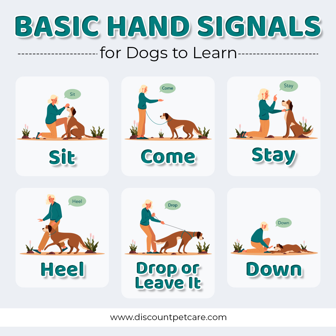 discountpetkare's tweet image. Dog's training with basic hand signals!🐶👍
*
*
*
🐾✨ #DogTraining #HandSignals #PetCommunication #DogLovers #TrainingTips #CanineCommunication