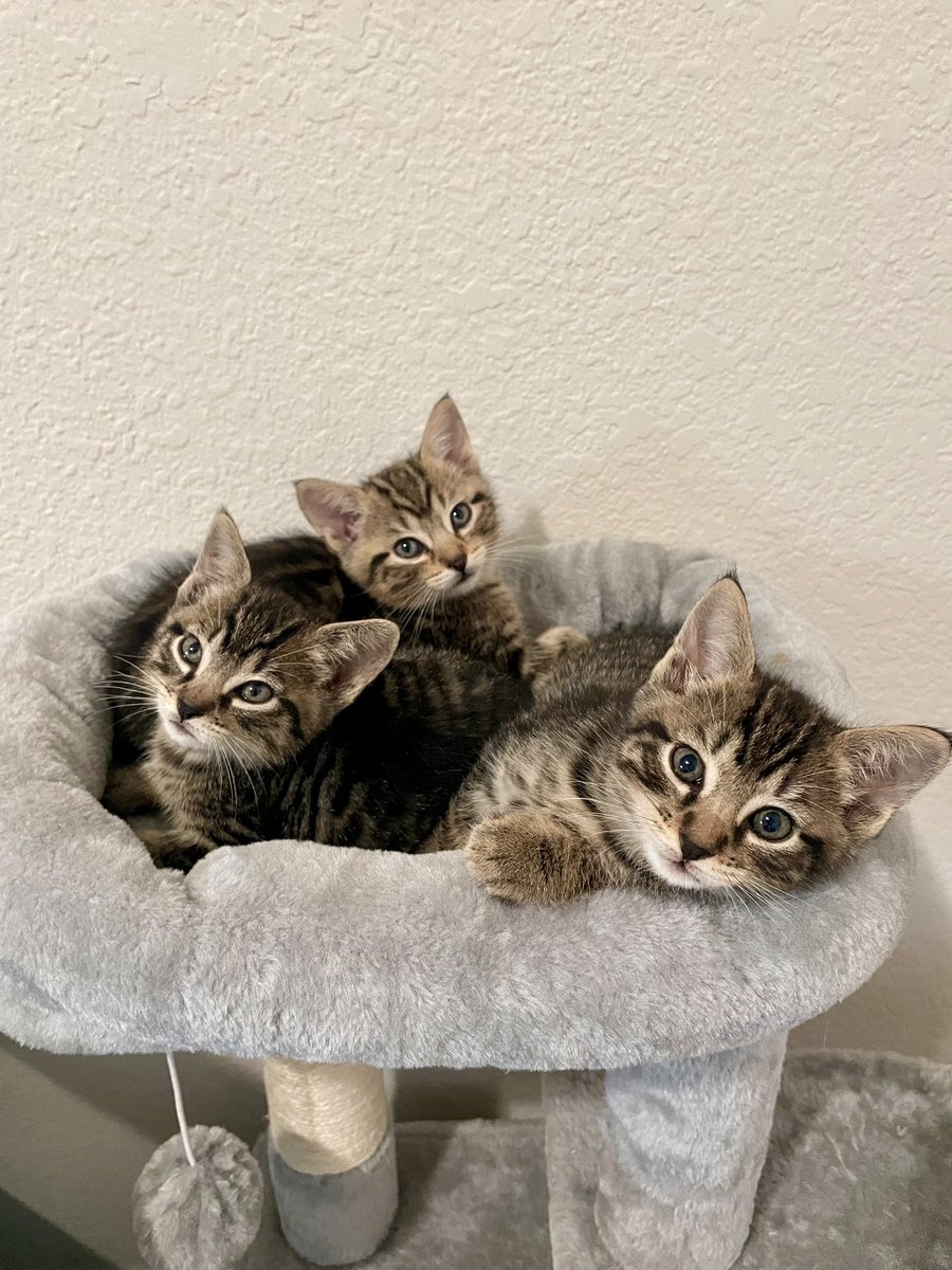 just a few sleepy babies in a tree