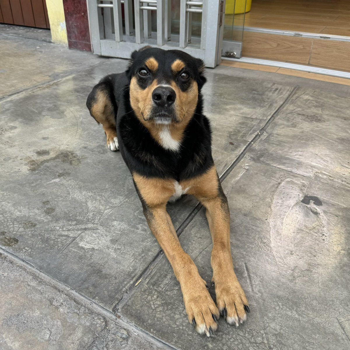 zullyzoum's tweet photo. Lo encontré triste en la calle y miren su sonrisa cuando llegó a mi cuarto, me hizo llorar. Está en adopción por favor ayúdenme a encontrarle un buen hogar es un perrito macho de un año aprox muy noble, lo doy esterilizado. https://t.co/jWgrSDP21J