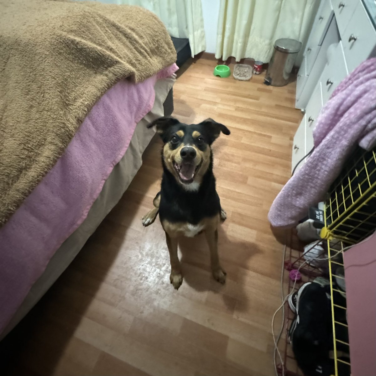 zullyzoum's tweet photo. Lo encontré triste en la calle y miren su sonrisa cuando llegó a mi cuarto, me hizo llorar. Está en adopción por favor ayúdenme a encontrarle un buen hogar es un perrito macho de un año aprox muy noble, lo doy esterilizado. https://t.co/jWgrSDP21J