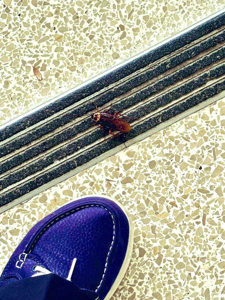 Oh, Texas. Must everything be bigger? Almost as long as my foot is wide. 🪳 🪳 🪳