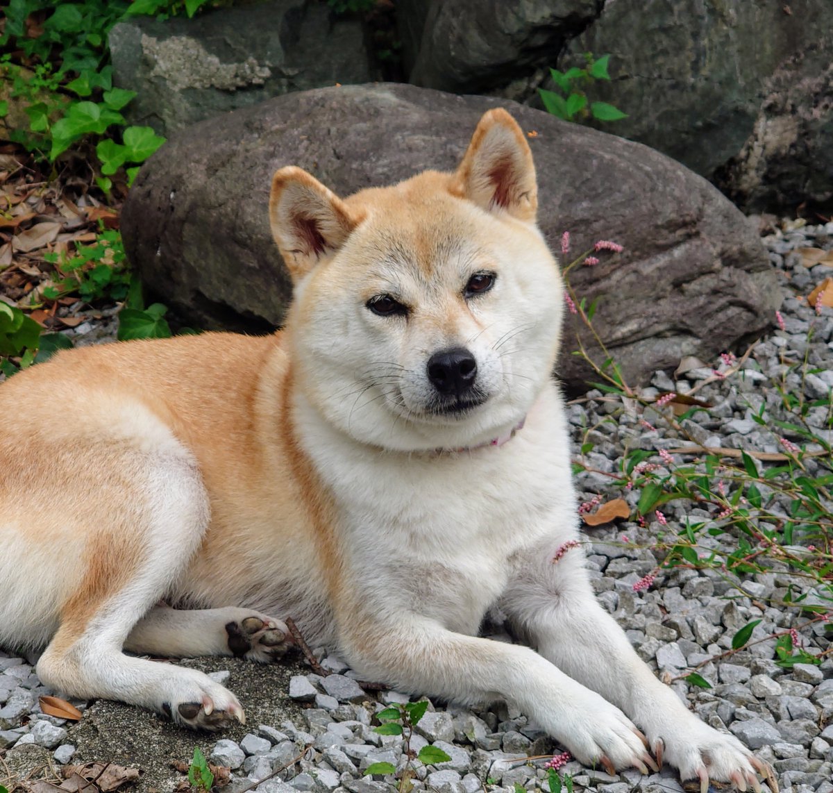 Shiba_Inu_St's tweet photo. モデルさんの暮らしの一コマ (38) / A moment in the model's life (38)

野の花（イヌタデ？）のそばで休憩しています🌼🍀
I am taking a break by the little wildflowers (Persicaria longiseta?)🌼🍀

#柴犬 #しばいぬ #柴犬のいる暮らし #野の花 #イヌタデ #秋 #Shiba_Inu_Street #ShibaInu #Shiba #PinkFlowers #wildflowers #autumn