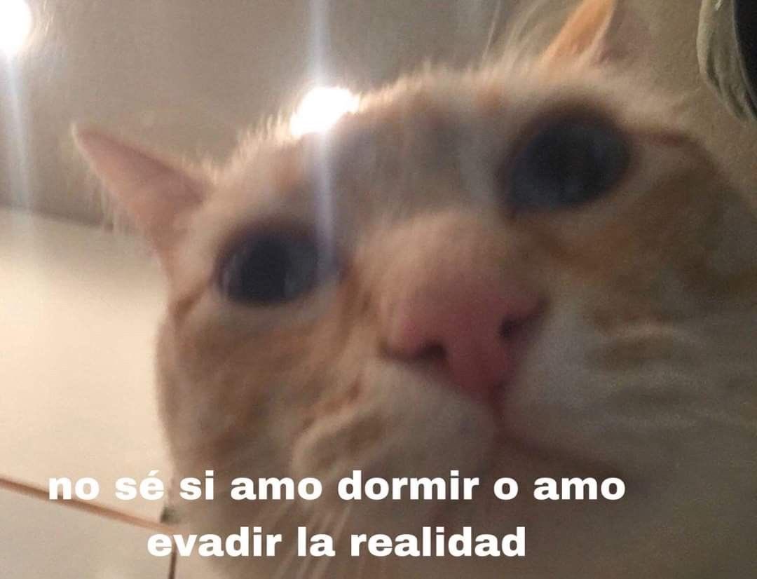 GatitoDepresion's tweet photo. https://t.co/eVThFHC8PL