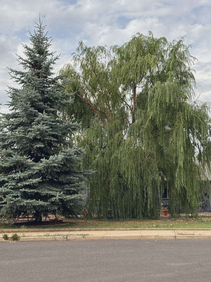 Laura Figueroa tweet media