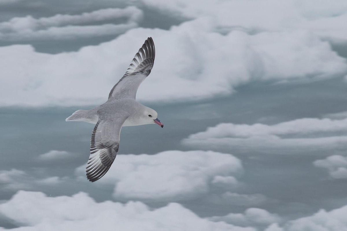 Talking flight 🪽

Antarctic birds are stunning creatures and these guys have been putting on a show for expeditioners on RSV Nuyina. 🚢

Pictured are an Antarctic Petrel, Cape Petrel, Snow Petrel and a Southern Fulmar. 

📷 Benjamin Viola and James Newlands