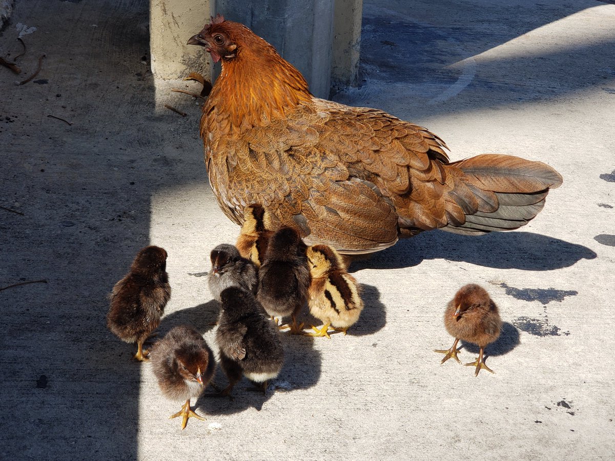 Daily Picture Theme tweet media