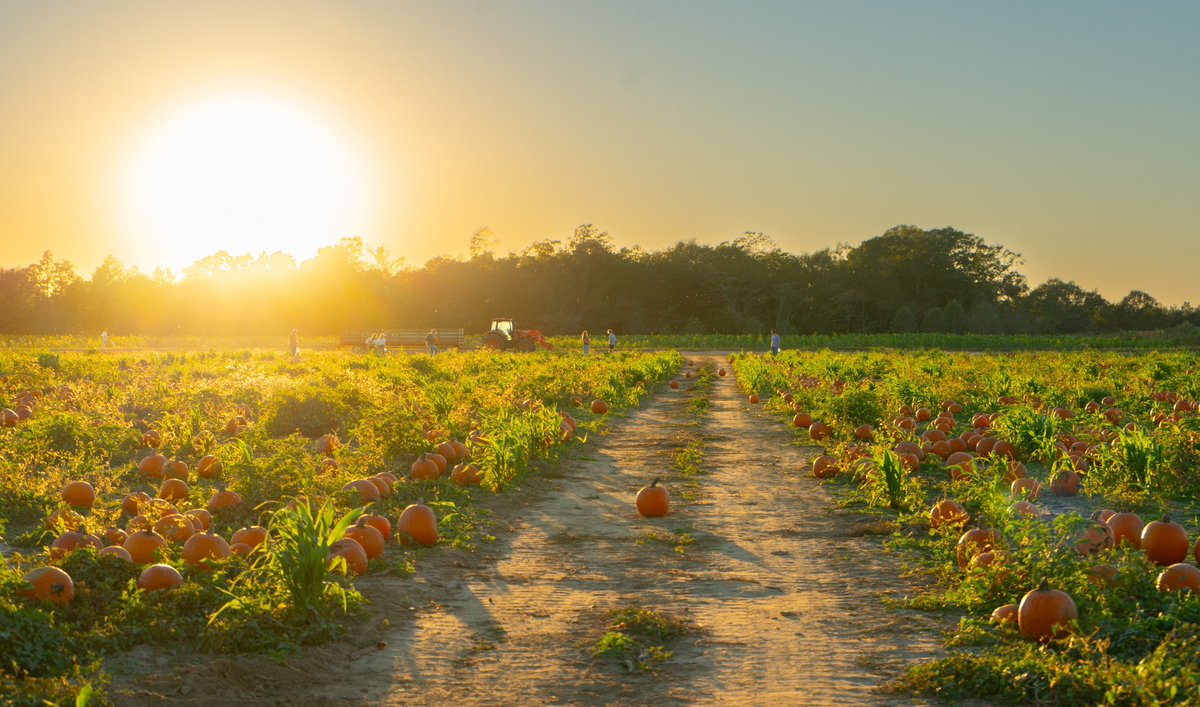 Pumpkin patch days in October🎃