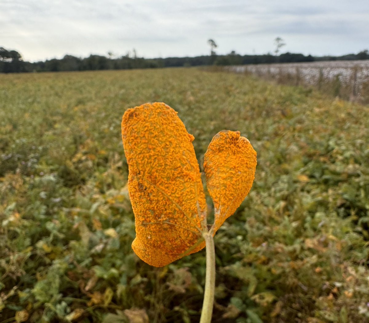 Morning glory covered in rust set along a fence line with a cotton field as a backdrop. The rust pustules appear on the underside of leaves, often turning the leaves completely orange.  Light-colored spots will also appear on the upper surface of the leaf #Rust #Morningglory