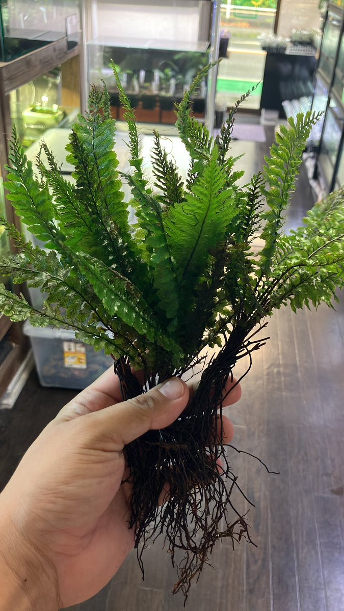 Plants_Base's tweet photo. zivo便(@zivo44 )のナイスなケファロマネスの入荷がありました！！
今回はクート産です！

以前入荷したタラット産とは何だが雰囲気違う気がしますね(˶'ᵕ'˶) https://t.co/vbgwwt72q5