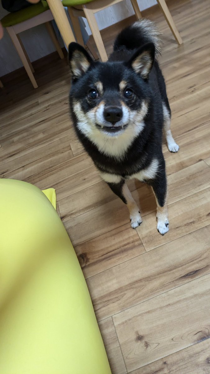 牙ないないしなさい！
 #しまい忘れ  #柴犬
