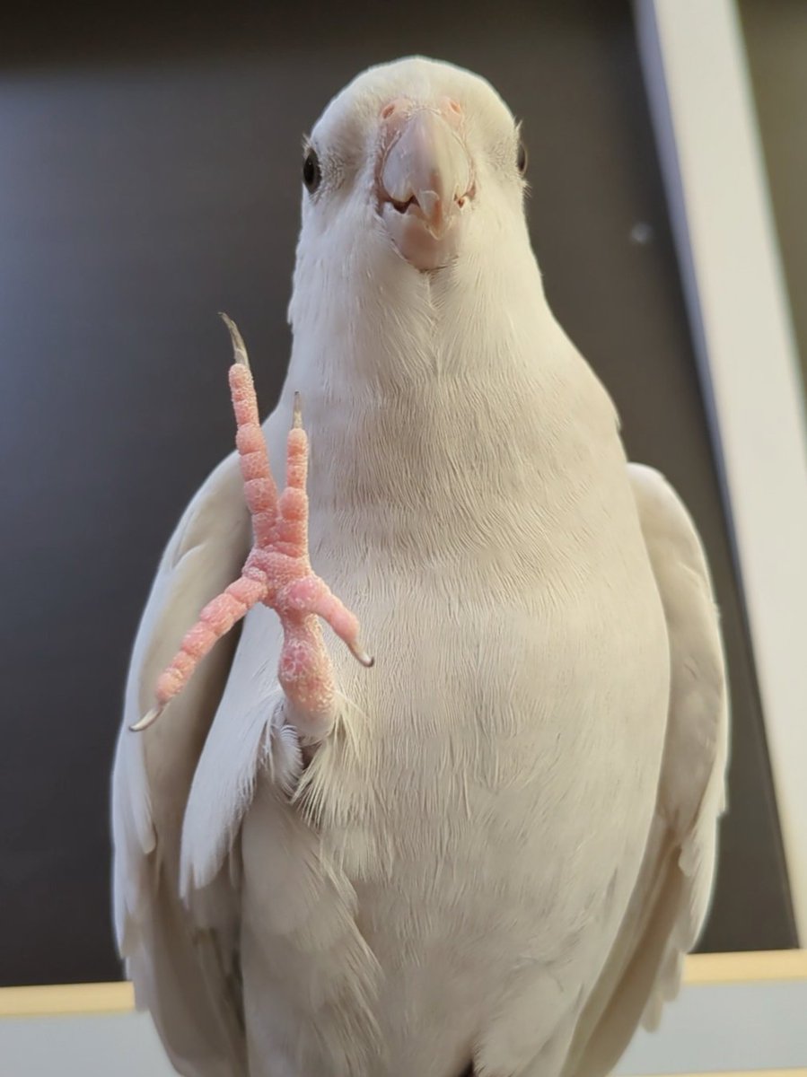 #悟りを開いた鳥選手権