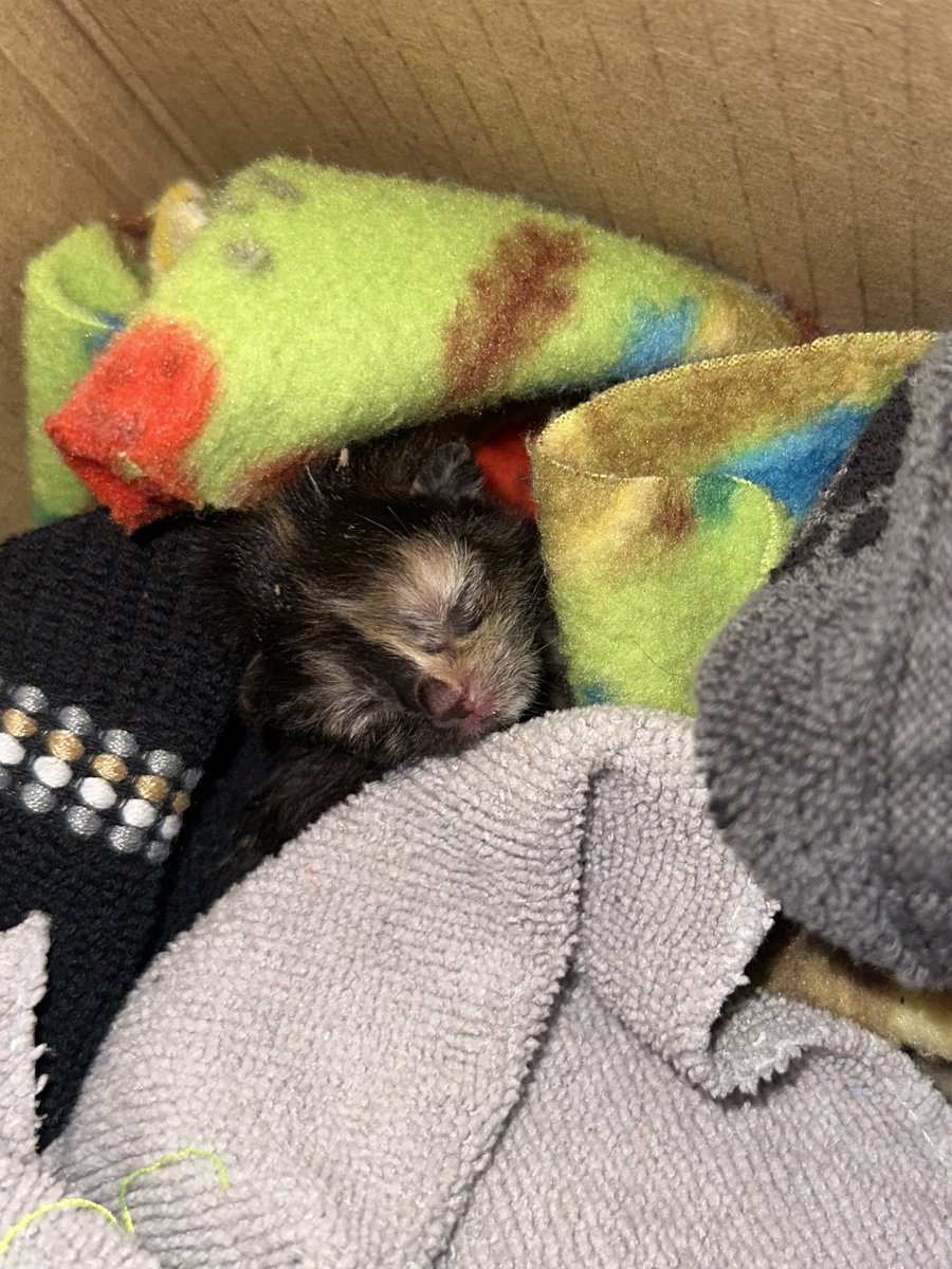 SkyTheDON___'s tweet photo. My foster kitten died today :( I knew she prob wasn’t gunna survive but I’m still sad.   #ripcleo https://t.co/PZuLJK3GXu