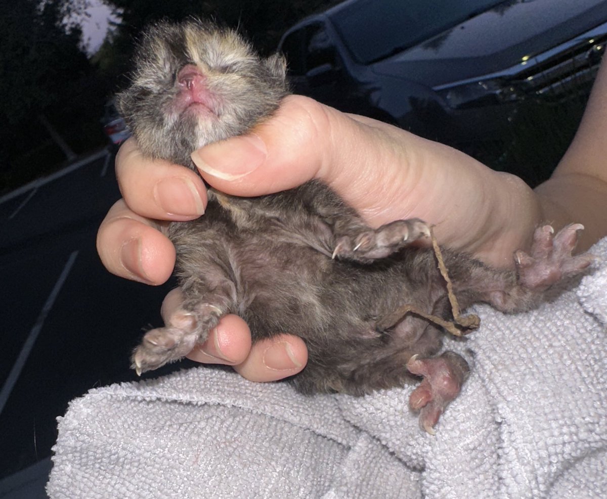 SkyTheDON___'s tweet photo. My foster kitten died today :( I knew she prob wasn’t gunna survive but I’m still sad.   #ripcleo https://t.co/PZuLJK3GXu