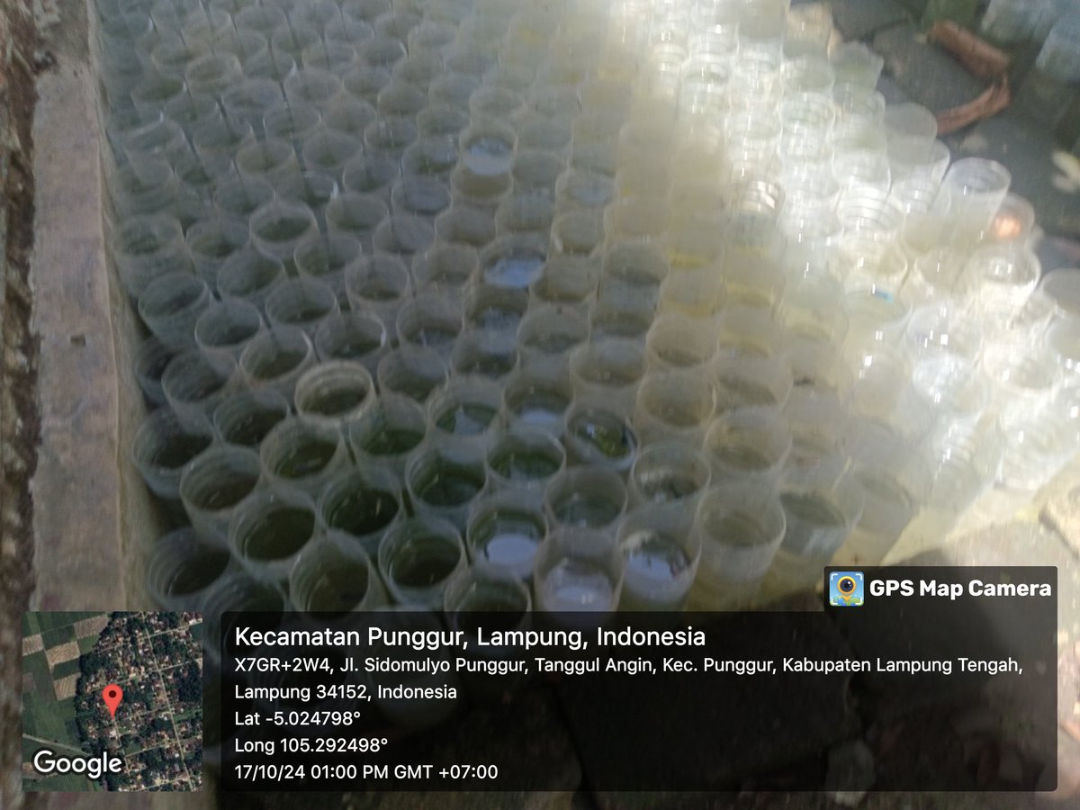 basoeki_hendri's tweet photo. Rabu (17/10/2024). Basuki Hendriawan, Lampung Tengah. Alen Priambodo, Pokdakan Sinar Betta 12, Sidomulyo. Budidaya Ikan hias, panen rata-rata 1-2 ribu ekor. Luas kolam 50 m2. Harga rata-rata Rp. 2.500,-/ekor  #GiatLuhkanSatminkalBRPPUPP 
#Luhlapor 
#Panen https://t.co/foYsh89UI3